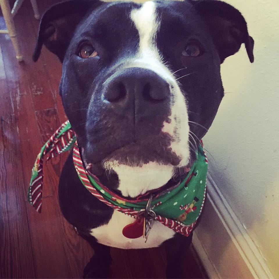pit bull