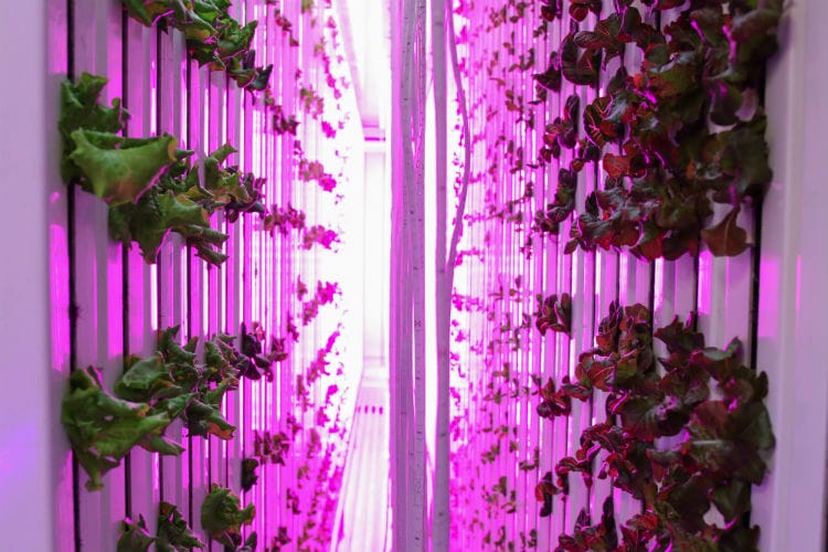 indoor farm benefits