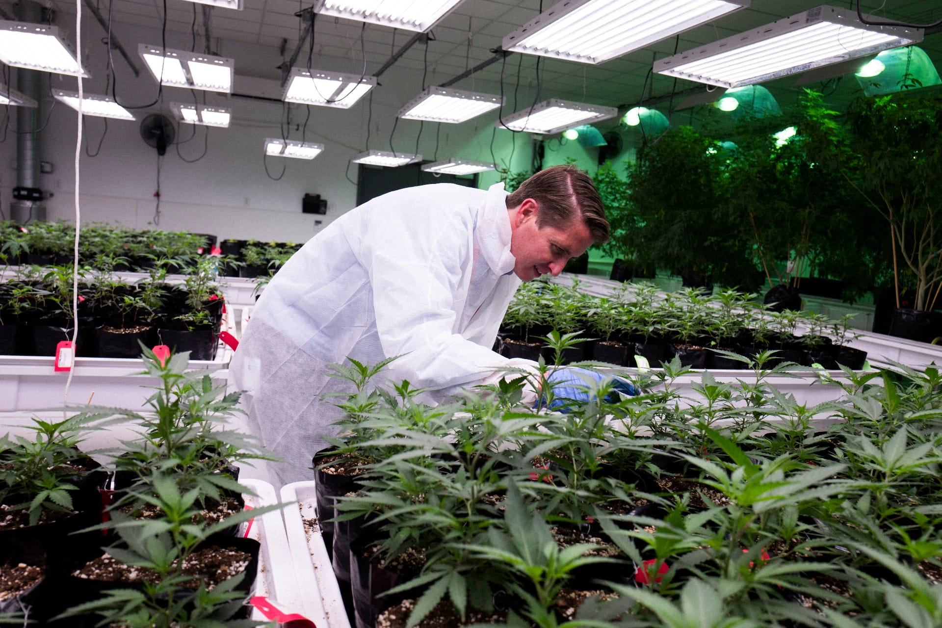 marijuana, Jushi Holdings, cannabis industry